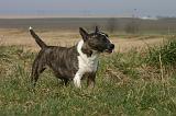 BULL TERRIER MINIATURE 325